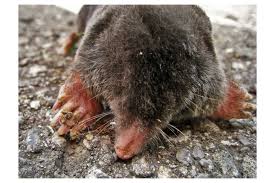 Do you update the content in best yard mole removal product regularly? Trapping Moles Removal And Prevention