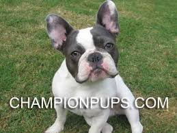 These dogs are not easy to train and do not like hot weather. Blue French Bulldog Los Angeles For Sale French Bulldog Los Angeles French Bulldog In Los Angeles