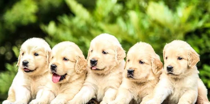 Golden Retriever Puppies Are Irresistible | Golden Meadows