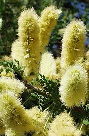 Image result for Cordia senegalensis