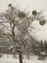 Image result for Viscum cylindricum