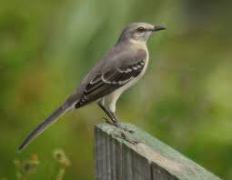 Northern Mockingbird Brown Bird With White Stripes On Wings And Tail Pin By Beth Warshowsky On Florida Native Flora Fauna Pet Birds Backyard Birds Mocking Birds
