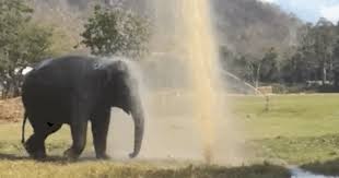 Elephant Keeps Breaking Sprinkler So She Can Play In The Water Elephant Rescue Cute Baby Elephant Elephant Nature Park