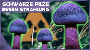 Was zum „schwarzen pilz bislang bekannt ist. Radioaktive Tschernobyl Pilze Essen Strahlung Youtube