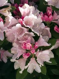 Pin On Garden Azaleas Rhodies