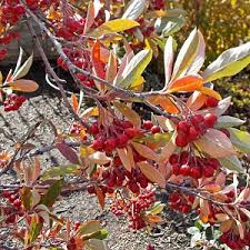 The autumn colours is orange to red. Attractive Deciduous Shrubs And Trees With Red Fruits And Berries