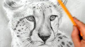 Tourist comes face to face with wild cheetah. How To Draw A Cheetah Realistic Pencil Drawing Youtube