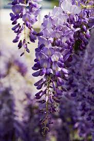 Wisteria Flowers By Power And Syred In 2021 Purple Wisteria Wisteria Flowers Nature