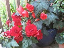 Equestrian Ink Horses And Scarlet Begonias Begonia Scarlet Plants