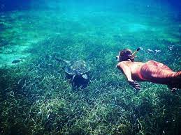Sea Turtles Are A Very Prominent Site While Snorkeling In Belize Belize Snorkeling Belize Vacation Belize Res Belize Travel Belize Vacations Belize Resorts