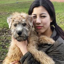 Calendar Jendu Wheaten Terriers The Complete Guide To Soft Coated Wheaten  Terriers, Gay Dunlap