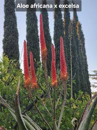 Image result for Aloe excelsa