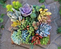 Jardines Verticales Diy Con Suculentas Consejos Y Sugerencias Vertikale Sukkulenten Garten Sukkulenten Pflanzen Sukkulenten