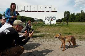 Фото, описание, происхождение, особенности, характер, ареал обитания, питание, размножение, естественные враги животные живут не только в лесах, они отлично освоили и покинутые города. Pochemu V Chernobyle Turisticheskij Bum Ria Novosti 06 06 2019