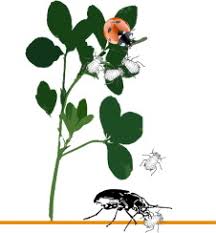 The use of microorganisms for biological pest control as biological control agents (bcas) and biopesticides was developed worldwide in the 1960s. Give Predators A Complement Conserving Natural Enemy Biodiversity To Improve Biocontrol Sciencedirect