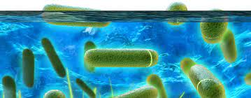 Legionnaires' disease can also be associated with other symptoms such as diarrhea, nausea, and confusion. Legionellen 2020 Symptome Ubertragung Verlauf Hygiene In Practice