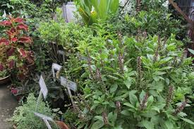 5 tanaman herbal penghias balkon, bisa diolah jadi bumbu masakan. Sejuk Tangan Dia Ini 9 Rahsia Taman Herba Belakang Rumah Teres Lot Tengah Subur Menghijau Mingguan Wanita