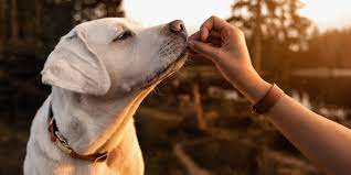 These training treats support the dog's digestive health and have limited ingredients specially formulated together to avoid any digestive. How To Buy The Best Dog Treats According To Veterinarians