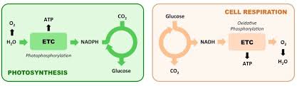 Photosynthesis Vs Respiration Bioninja