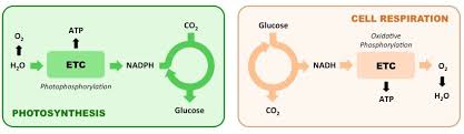 Photosynthesis Vs Respiration Bioninja