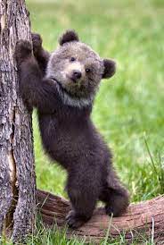Pin By Colene Gage On Funny Cuties Cute Animals Cute Baby Animals Animals Wild