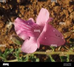 Image result for Dicerocaryum eriocarpum