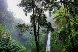 Tropical rainforests grow in the hot, wet, humid places near the equator. What Is A Tropical Rainforest Definition Location Pictures And Facts