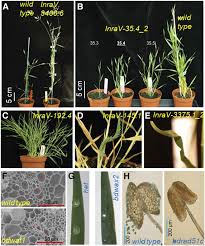 Image result for Brachypodium flexum