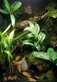 Dart Frog Vivarium Exoterra 12 X 12 X 18 With A Water Feature Frog Terrarium Dart Frog Vivarium Vivarium