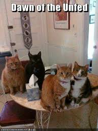 Dawn Of The Unfed Cats Crazy Cats Funny Animals