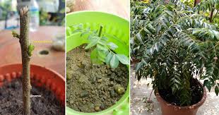 Daun kari merupakan salah satu daun yang cukup popular di kalangan bahan masakan yang terdapat di malaysia. Kalau Beli Daun Kari Cari Yang Ada Ranting Buat Cambah Benih Tanam Dalam Pasu Vanilla Kismis