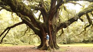 While the live oak is very adaptable, it does require a large area for its spreading trunk. Live Oaks In Tallahassee Part 1 History Age And Exceptional Trees