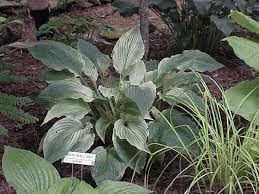 In late summer, the clumps are topped with sturdy 30 spikes of light lavender flowers. Hosta Photo Library