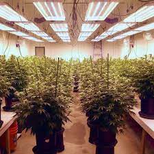 I love this light highly recommend. Grow Light Science Lamps Manufacturer Cannabis Lighting Brand Information Growdiaries