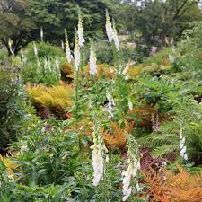 Image result for Digitalis purpurea alba/ red spots