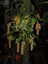 Image result for Polystachya bicarinata