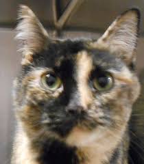 Almost Home Animal Shelter Quinnesec Mi Cats Animal Shelter Animals Cats