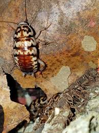 To feed the beetles you can offer banana, apple, orange, grape, pineapple or mango (among other fruits) on a ceramic or plastic plate. Harlequin Roaches And Their Care Sheet