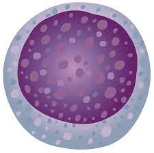 Zu Wenig Lymphozyten Blutwert Lymph Vermindert Zu Niedrig Lymphozytopenie