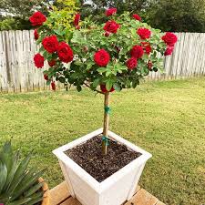 Maybe you would like to learn more about one of these? Dancing In The Dark Rose Trees For Sale Fastgrowingtrees Com