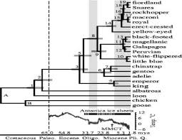 Penguinology Bird Evolution