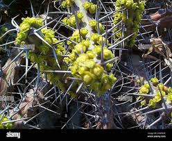Image result for Euphorbia schinzii