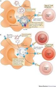 In This Opinion The Authors Describe An Unconventional Form Of Peptide Recognit Medical Laboratory Science Anatomy And Physiology Human Anatomy And Physiology