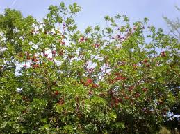 Image result for Schotia capitata