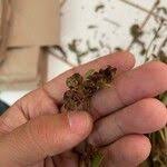 Image result for Grona barbata