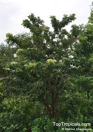 Image result for Sterculia appendiculata
