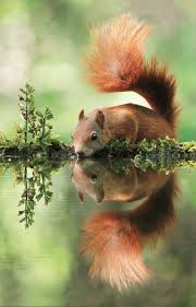 In mijn website kun je leuke plaatjes vinden van dieren of gewoon andere plaatjes. All The Sweet Prettiness Of Life Schattige Dieren Dieren Mooi Dieren Foto S