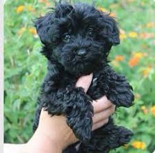 Cute Little Curly Haired Dog Mini Poodles Miniature Poodle Curly Dogs