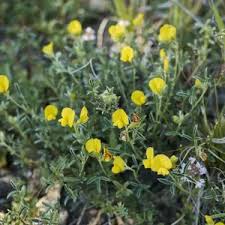 Image result for Argyrolobium rupestre