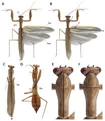 Praying mantids are green or tan … Manual Of Praying Mantis Morphology Nomenclature And Practices Insecta Mantodea